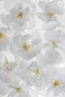 USA, Washington State, Seabeck. Fuji cherry blossoms close-up. Art Print